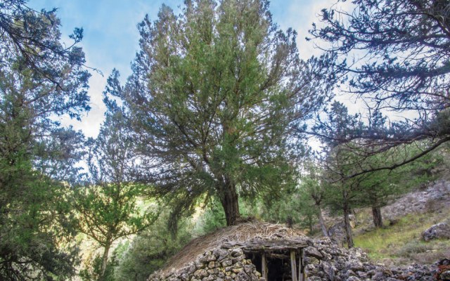 I guia de arboles y arboledas singulares de la comarca de molina de aragon y alto tajo_asociacion micorriza