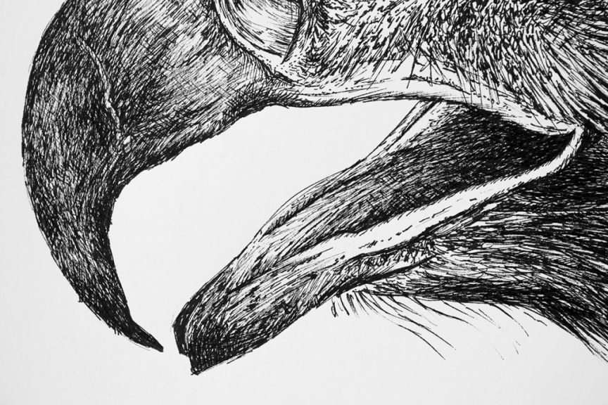 Águila Real (Aquila chrysaetos)_ilustracion boligrafo