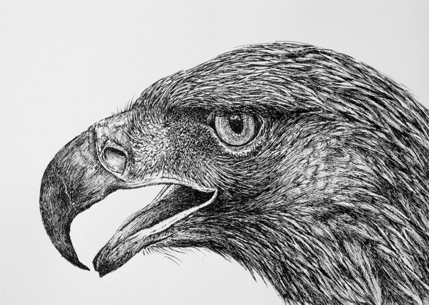 Águila Real (Aquila chrysaetos)_ilustracion boligrafo